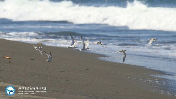 圖1、在海岸飛翔的小燕鷗