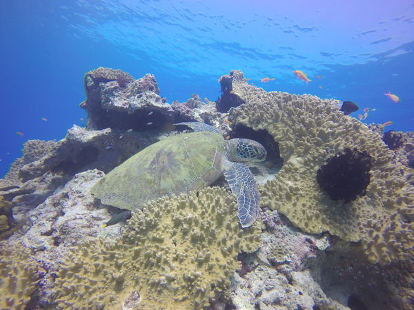 green sea turtle-蘇淮(2 in total)