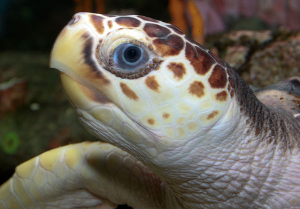 Loggerhead sea turtle-1-Brian Gratwicke