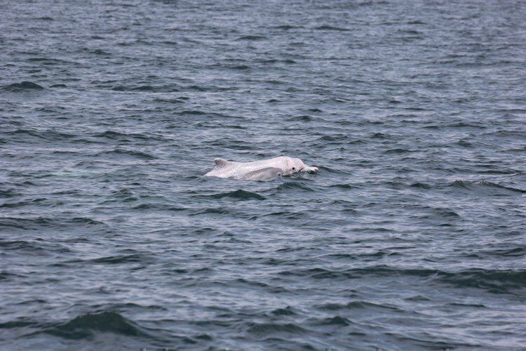 白海豚嬰年期