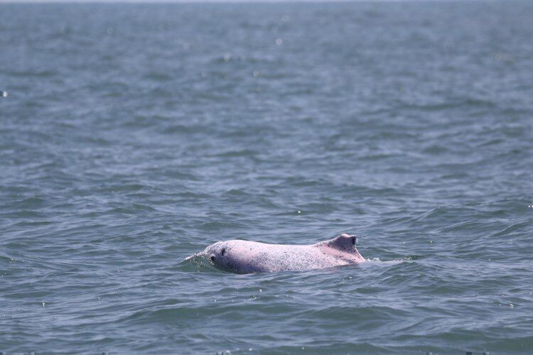 白海豚青年期