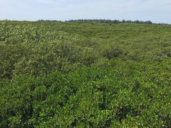 Mangrove Ecosystems