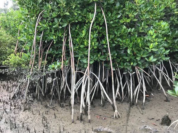 Mangrove Ecosystems