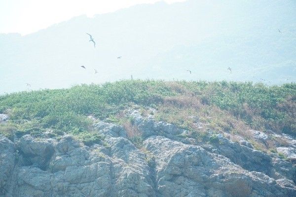 馬祖列島燕鷗保護區鳥類資源豐富|