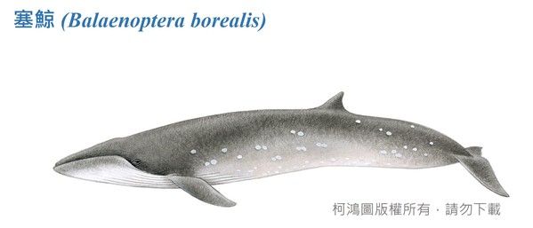 塞鯨-臺灣百種海洋動物圖鑑