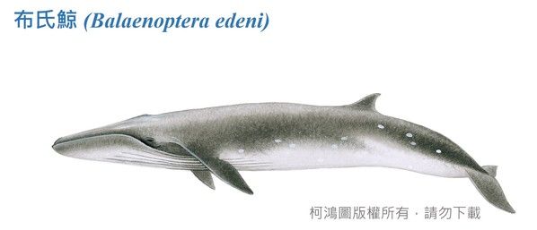 布氏鯨-臺灣百種海洋動物圖鑑