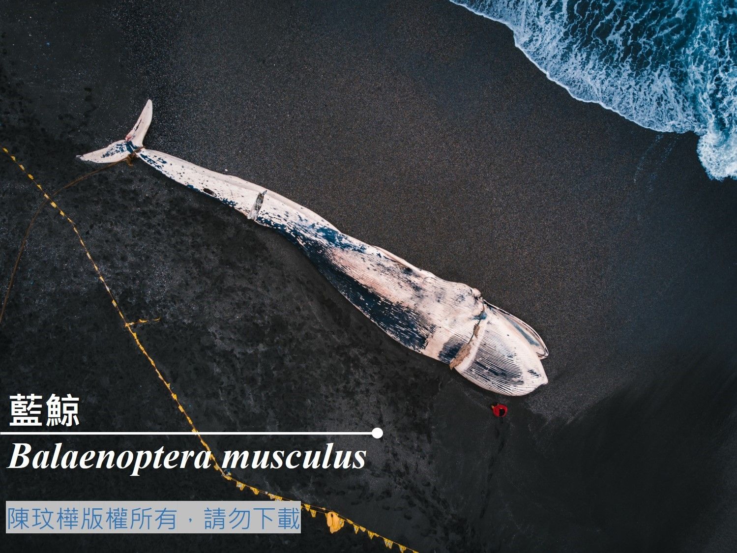 臺灣百種海洋動物圖鑑-藍鯨-臺灣百種海洋動物- 海洋委員會海洋保育署全球資訊網