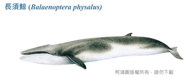 長須鯨-臺灣百種海洋動物||