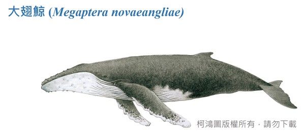 大翅鯨-臺灣百種海洋動物