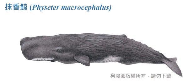 抹香鯨1-臺灣百種海洋動物