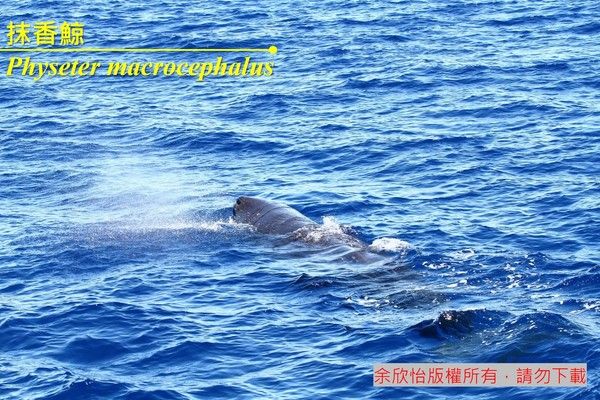 抹香鯨2-臺灣百種海洋動物