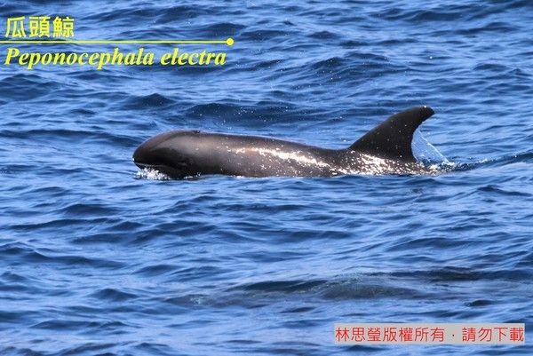 瓜頭鯨實物照片