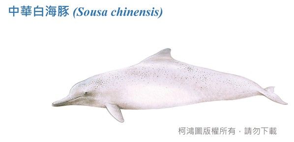 中華白海豚圖鑑