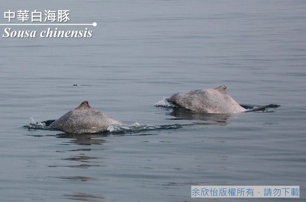 中華白海豚實物照片