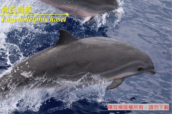 弗氏海豚實物照片