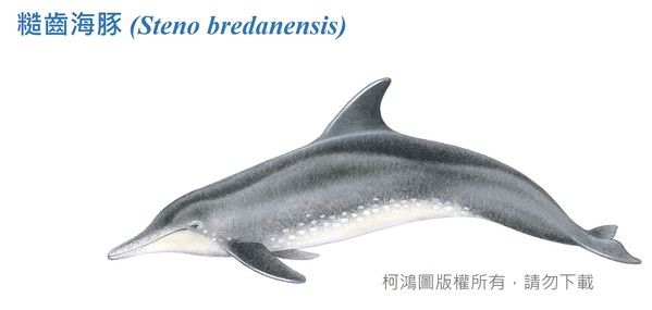 糙齒海豚圖鑑
