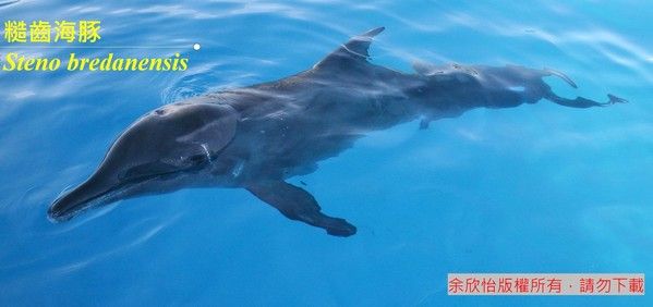 糙齒海豚實物照片2