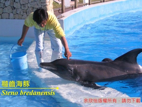 糙齒海豚實物照片1