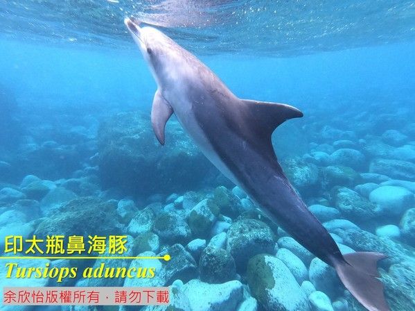印太瓶鼻海豚實物照片1