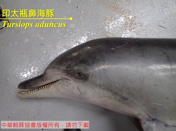 印太瓶鼻海豚實物照片2