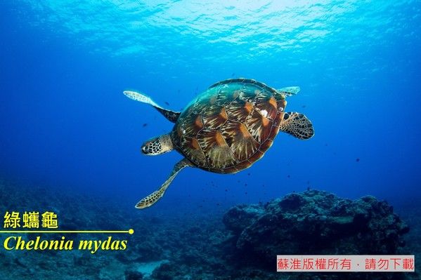 綠蠵龜實際拍攝