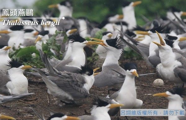 鳳頭燕鷗實物照片