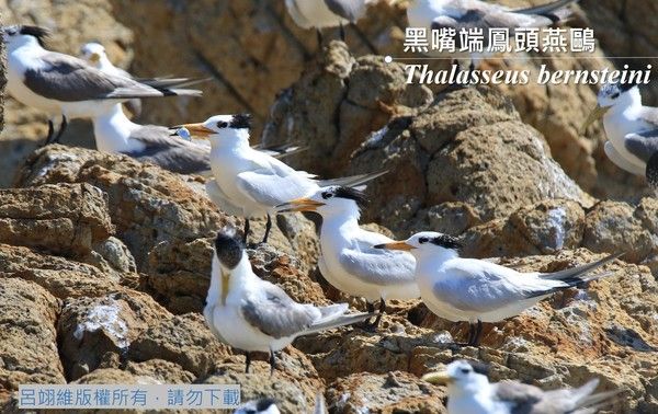 黑嘴端鳳頭燕鷗照片|