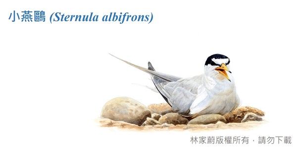 小燕鷗圖鑑