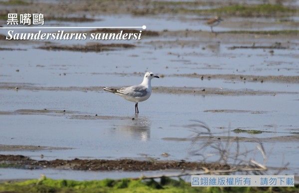 黑嘴鷗照片