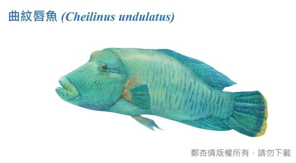 曲紋唇魚圖鑑