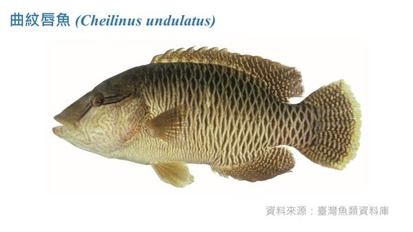 幼魚的前額並不明顯突出