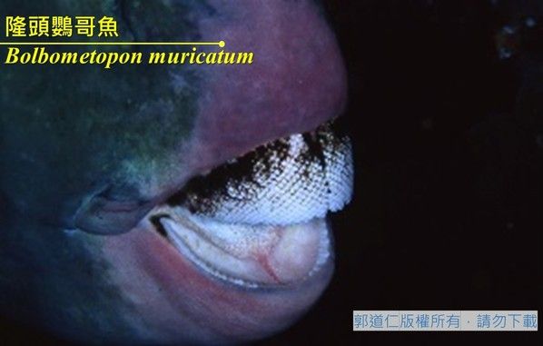 隆頭鸚哥魚