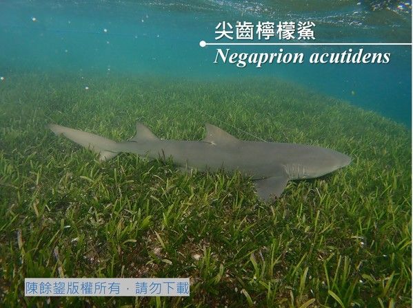 棲息於東沙國家公園海草床上的尖齒檸檬鯊