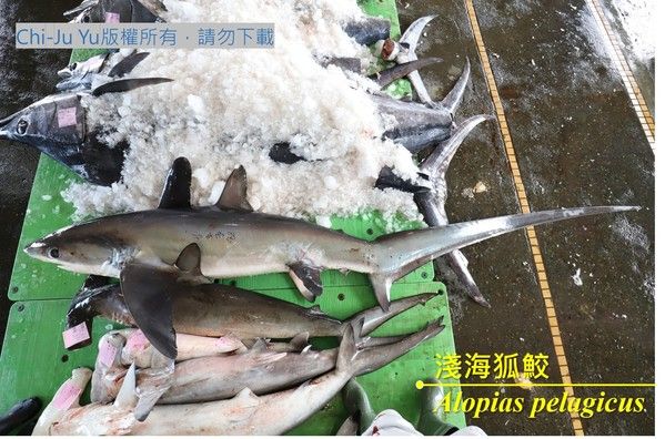 淺海狐鮫尾部特別長，可超過軀幹長度。|