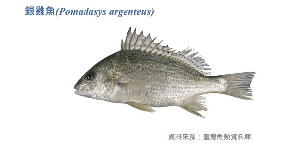 銀雞魚