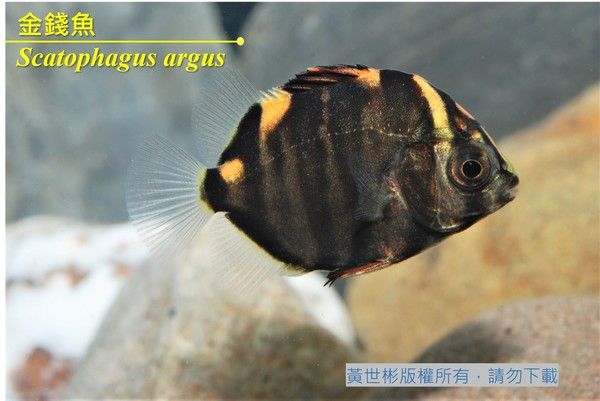 金錢魚小魚的體色與成魚有很大的不同。|