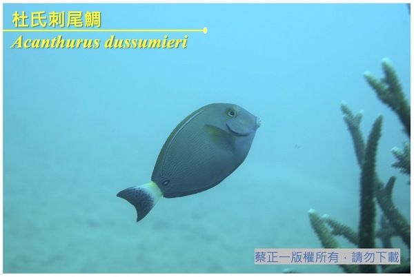 杜氏刺尾鯛主要活動於礁石區海域。|