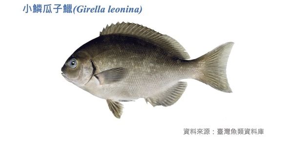 小鱗瓜子鱲