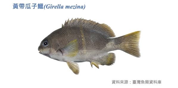 黃帶瓜子鱲|
