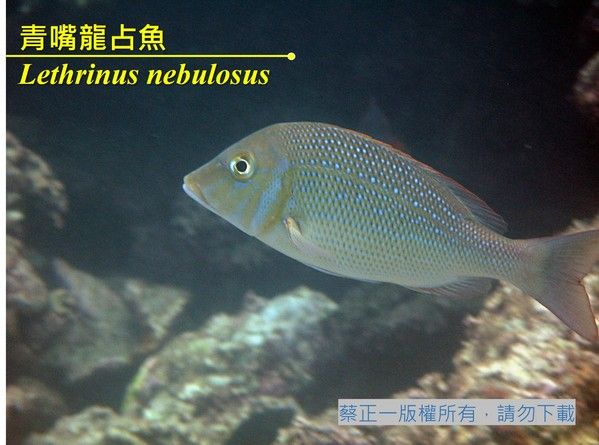 青嘴龍占魚