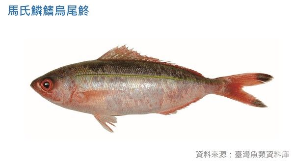 馬氏鱗鰭烏尾鮗|