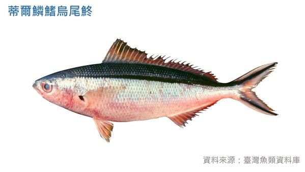 蒂爾鱗鰭烏尾鮗|
