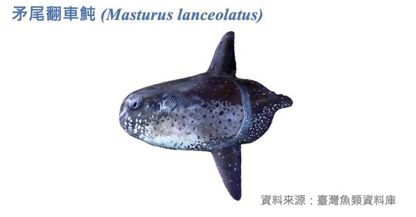 矛尾翻車魨