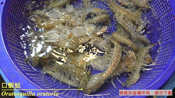 自近岸淺海捕撈的中小型蝦蛄常見於魚市場，常有口蝦蛄混雜其中。