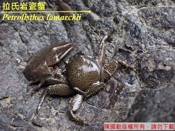 岸邊採集之拉氏岩瓷蟹，受到驚嚇或攻擊時會有自割現象（照片中是斷螯之個體）。