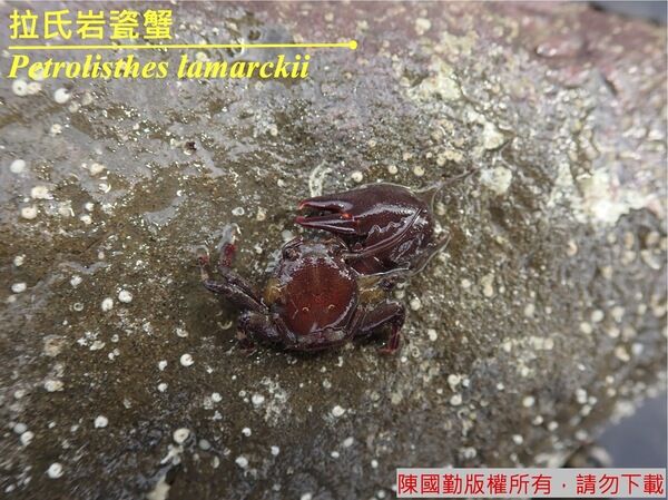 岸邊採集之拉氏岩瓷蟹，受到驚嚇或攻擊時會有自割現象（照片中是斷螯之個體）。