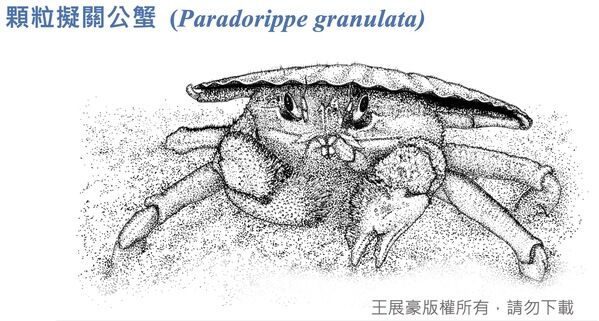 棲息於沙泥底質的淺海，顆粒擬關公蟹背負作掩護的物件，例如雙殼貝的殼。