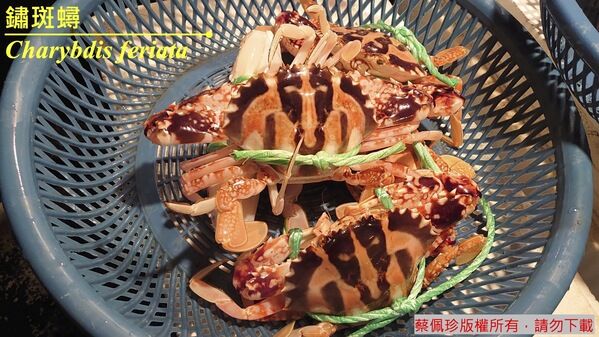 體型大且肉質肥美的繡斑蟳是海鮮極品，為常見且受歡迎的海產食材。