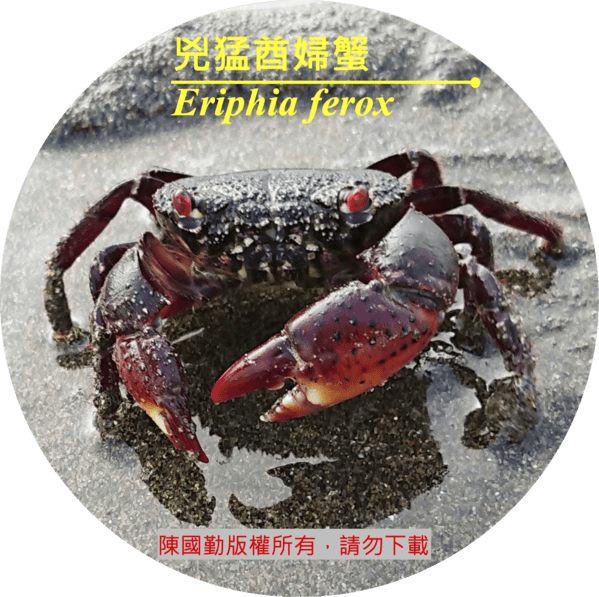 兇猛酋婦蟹常見於岩岸潮間帶。通紅的雙眼，以及滿布顆粒的螯掌是其鑑別特徵。