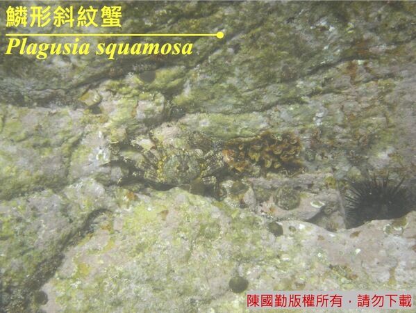 身上的斑塊為斜紋蟹在岩礁間提供保護色。